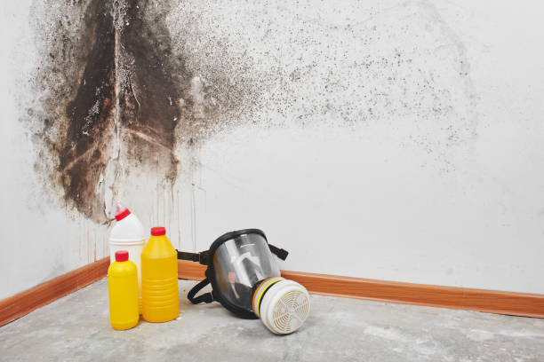 Best Crawl Space Mold Remediation in Wake Village, TX