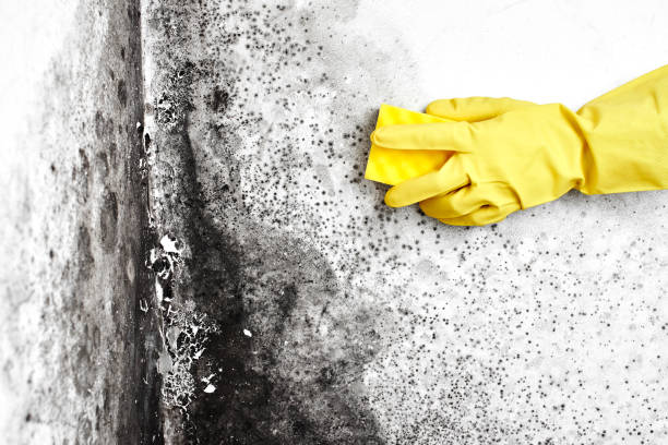 Best HVAC Mold Remediation in Wake Village, TX
