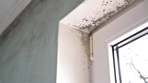Best Basement Mold Remediation in Wake Village, TX
