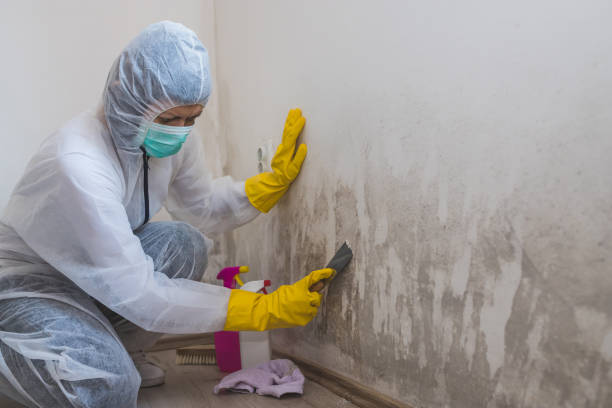 Best Residential Mold Remediation in Wake Village, TX