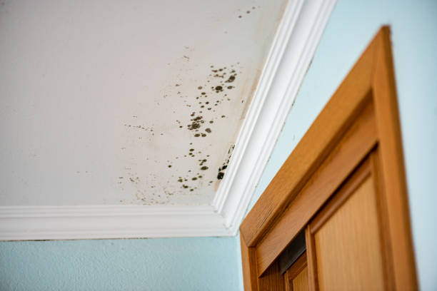 Best Attic Mold Remediation in Wake Village, TX