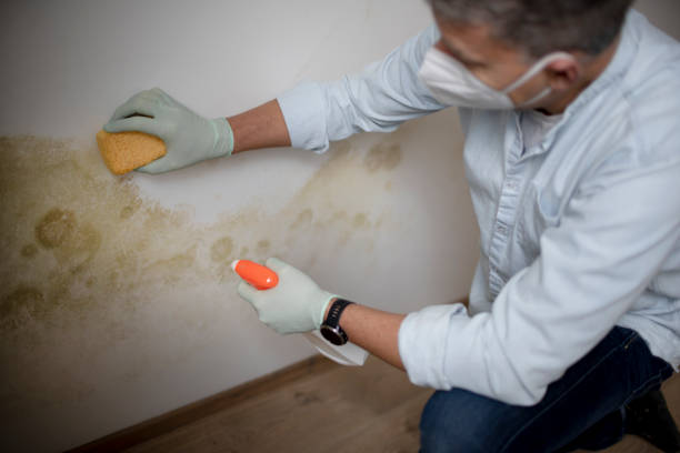 Best Basement Mold Remediation in Wake Village, TX