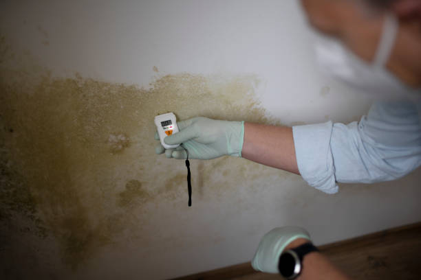 Best Emergency Mold Remediation in Wake Village, TX