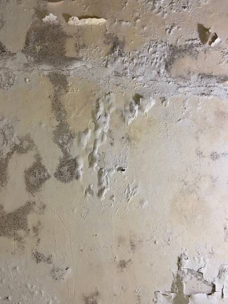 Best Mold Remediation for Schools in Wake Village, TX
