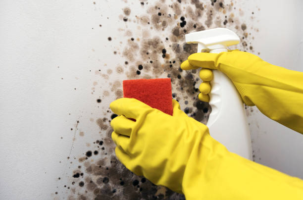 Best White Mold Remediation in Wake Village, TX